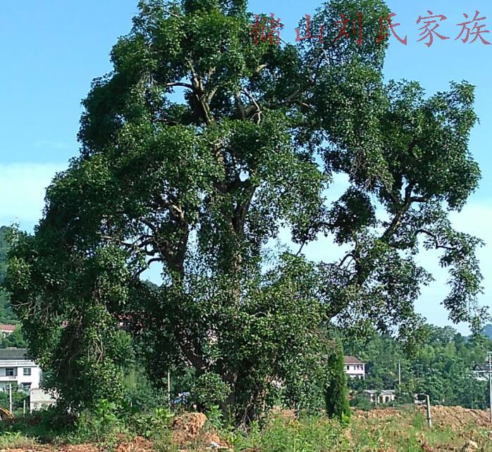 ‘beat365官网’鼓励海外造林 林业振兴规划即将上报国务院(图1) beat365官网