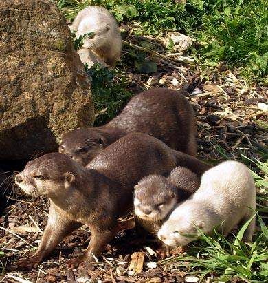 ‘beat365官网’法杯利物浦不在乎,提前锁定英超使利物浦成为释教徒(图3) beat365官网